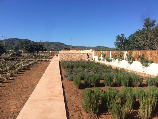 la Ibizaloe