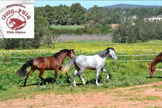 Club Hipico Cuadras Es Puig